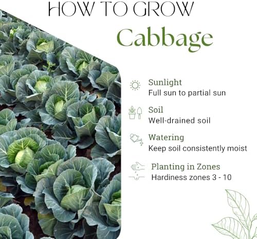 1000 Live Cabbage Seeds, Vegetable Garden Seeds - Image 2