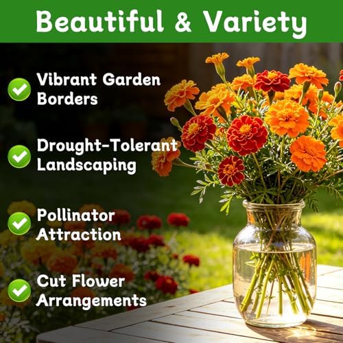Marigold Seeds, 6,000+ Marigold Seeds for Planting Outdoor & Indoor, Flower Seeds Bulk for Gardening and Home, Non-GMO Heirloom, Easy to Grow - Image 2