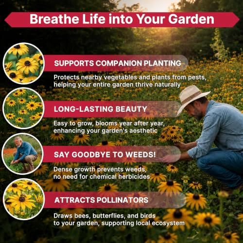 Black Eyed Susan Flower Seeds Pack 1 oz - Over 100,000 Rudbeckia Hirta Seeds Non-GMO Heirloom, Wildflowers in Individual Packet, Home & Garden Planting Indoor & Outdoor Gardening - Image 5