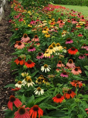 Perennial Farm Marketplace Echinacea purpurea ‘Cheyenne Spirit’ (Coneflower) Live Perennial, Size-#1 Container, Mixed Color Summer Flowers, USDA Zones 4-8 by PerennialFarmMarketplace