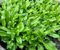 3500+ Culantro Seeds – Ngò GAI – Sawtooth Herb – Mexican Coriander – Long Coriander – Recao – Fitweed Seeds – Premium, Non-GMO, Heirloom– Made in USA, Vegetable for Yard & Garden Planting by Unknown