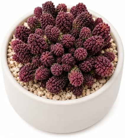 Adromischus Marianae VAR. Herrei Live Succulent Plant 2-2.5", Bare Root Succulent, No Pot or Soil, Easy Care Indoor Houseplant for Home Decor, Terrariums & Succulent Collections by THEONEBLOOM