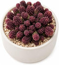 Adromischus Marianae VAR. Herrei Live Succulent Plant 2-2.5", Bare Root Succulent, No Pot or Soil, Easy Care Indoor Houseplant for Home Decor, Terrariums & Succulent Collections by THEONEBLOOM