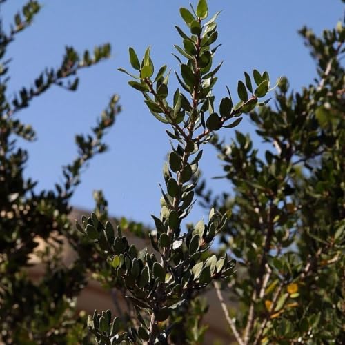 Upright Yaupon Holly (Ilex vomitoria), 2 Pack Live Plants - Upright Evergreen Shrub, Red Winter Berries, Drought Tolerant, Hardy Zones 7-10, Garden & Container Friendly - Image 5