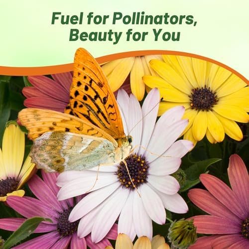 Outsidepride Grand Canyon Mix Osteospermum African Daisy Seeds - 10 Pcs. Perennial Flower Seeds for Planting Outdoors with Long-Lasting Blooms, Drought-Tolerant, Easy to Grow for Sunny Garden & Border - Image 5