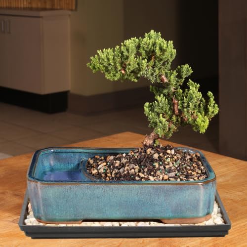 Brussel's Bonsai - Medium Juniper Live Bonsai Tree with Tray, Indoor Plant - Image 4