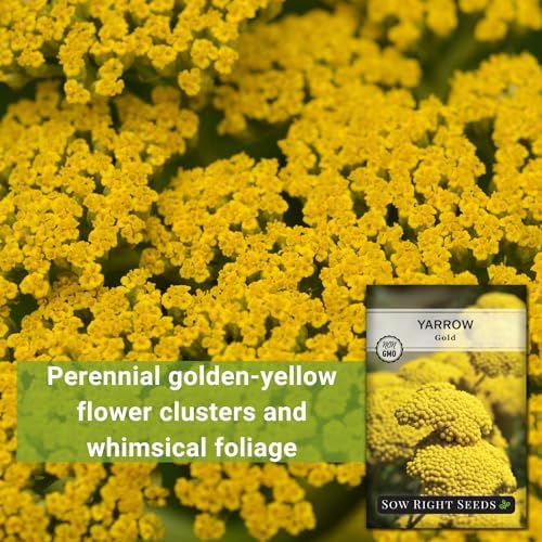 Sow Right Seeds - Gold Yarrow Seed for Planting Your Perennial Herb Garden - Image 3