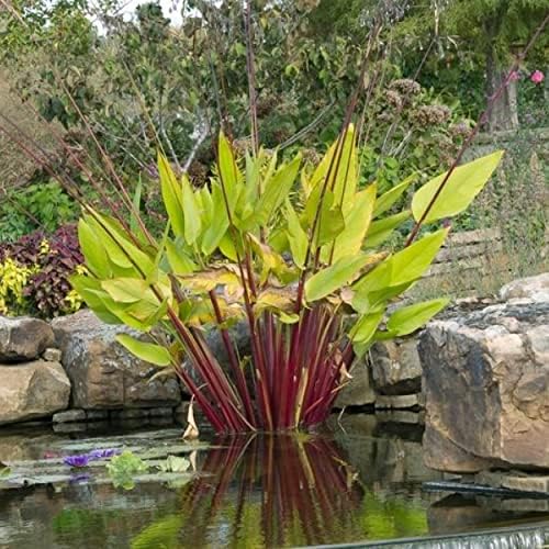 Red Stem Canna a Great Live Pond Plant for Your Water Garden. Filters koi and Goldfish Ponds. Good for Bogs, Plant Shelf or Shallow Water This marginal Aquatic is a Real Beauty - Image 3