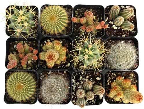 Mountain Crest Gardens Cactus Variety Pack - 12 Live Plants in Unique Shapes, Rooted in 2 Inch Pots - Real Indoor/Outdoor Cacti for Home Décor, Gifts & DIY Arrangements - Image 2