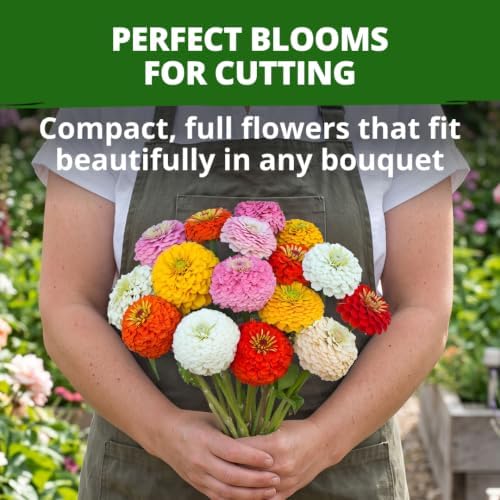 HOME GROWN Oklahoma Zinnia Seeds, 300 Seeds, Zinnia elegans - Image 2
