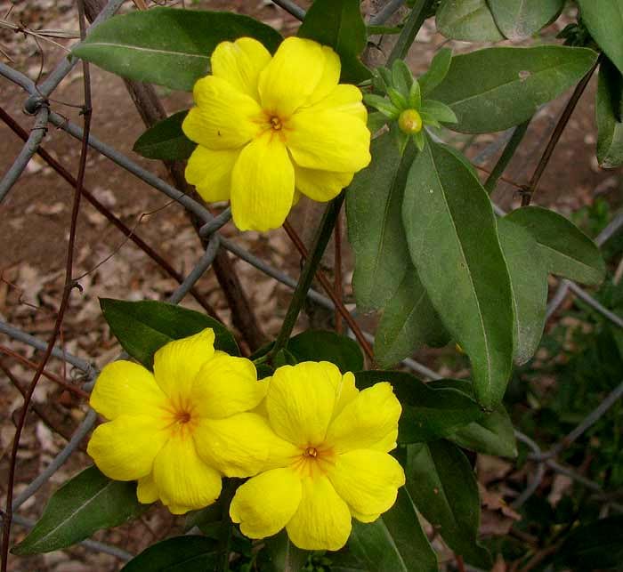 Primrose Jasmine - 4 x 2 inch Cups - Image 7