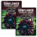 Chocolate Cherry Sunflower Seeds for Planting - 2 Packs by SurvivalGardenSeeds