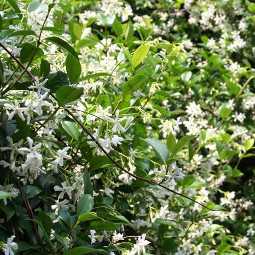 Star Jasmine Flower Live Plant, Jasmine Flower Shrub, 4-6 Inch Tall - Image 5