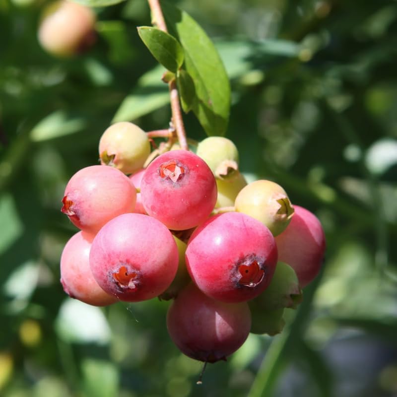 2 Pink Lemonade Blueberry Plants Live, Berry Tree Seedling, 5-10 Inch Tall - Image 6