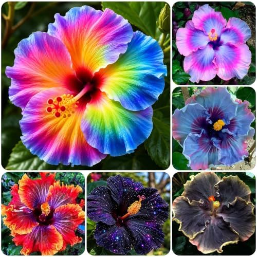 105+ Annual Mixed Hibiscus Flower for Planting Outdoor-Perennials Hibiscus Garden Plants - Image 2