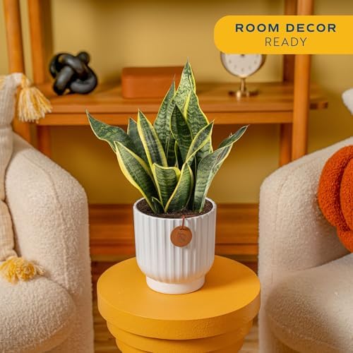 Costa Farms Snake Plant, Live Indoor Plant, 12-20 in. Tall, Decorative Pot - Image 2