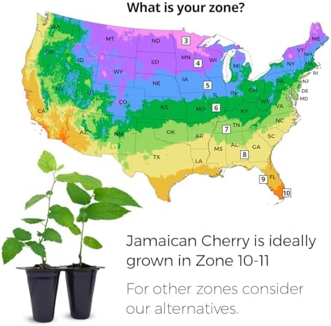 Jamaican Cherry Tree (4 Pack) Strawberry Tree | Live Plant for Sale | Easy to Grow Plants | Edible Fruit Plant for Sustainable Living | Grow Your Food on Your Edible Organic Garden - Image 3