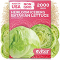 2000 Iceberg Batavian Lettuce Heirloom Vegetable Seeds, Lactuca Sativa by KVITER