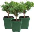 Green Mound Juniper Live, Juniperus Procumbens Nana, 2-Inch Pot, 2-Pack by MyShelfie