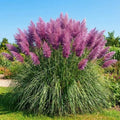 200 Purple Pampas Grass Garden Seeds, Garden Grasses by Unknown