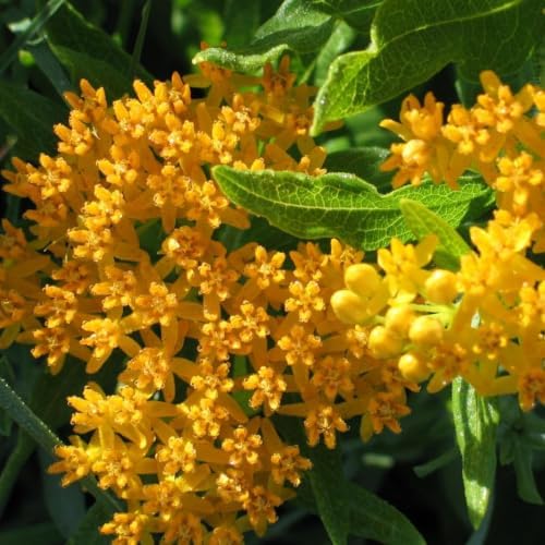 2 Yellow Milkweed Live Plants, Well-Rooted Starter Plant, 4-6 Inch Tall - Image 5