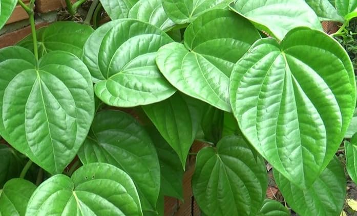 Paan Vine Piper Betel Plant Climbing Betel Vines 6-12 Inch Tall 4 Inch Pot, No Ship CA - Image 4