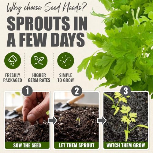 Seed Needs Chervil Seeds to Plant an Herb Garden - 5 Packs - Image 5