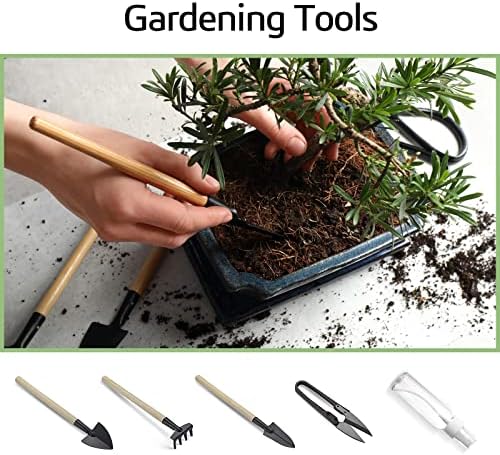 Meekear Bonsai Tree Kit with Complete Growing Starter Kit, Great Potted Growing DIY Gift for Adults - Image 7