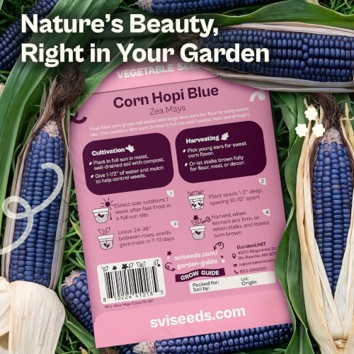 SVI 75 Blue Hopi Corn Heirloom Vegetable Seeds Zea mays Non GMO - Image 2