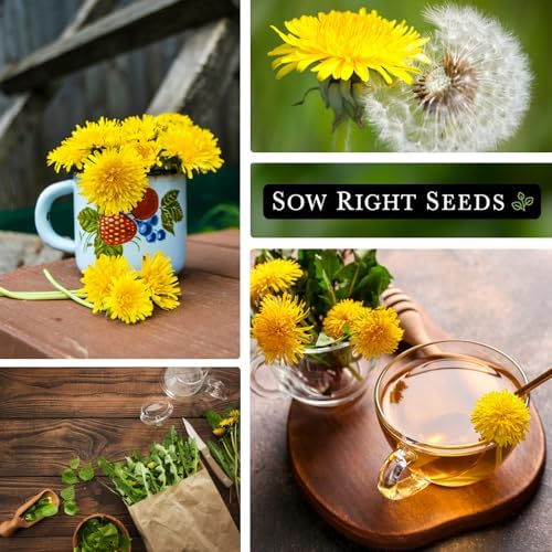 Sow Right Seeds - Common Dandelion Seed for Planting Outdoor Herb Garden - Image 4