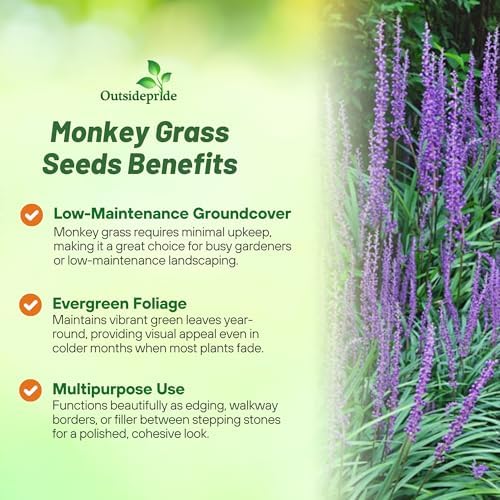 Outsidepride Liriope Muscari Monkey Grass Seeds - 50 Pcs Perennial Ornamental, Drought-Tolerant Lilyturf Ground Cover Seeds - Image 3