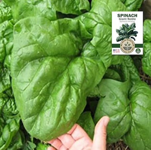 Collards, Kale, Spinach Seeds - Power Greens Variety Pack Collection: - Image 7