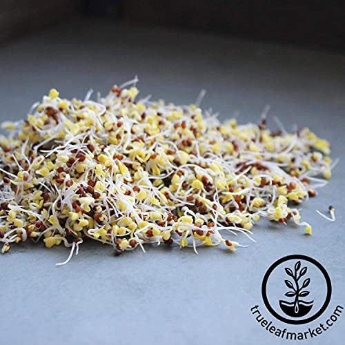 Handy Pantry Broccoli Sprouts Seed Organic - 1 Lb - Non-GMO Broccoli Seeds - Image 3