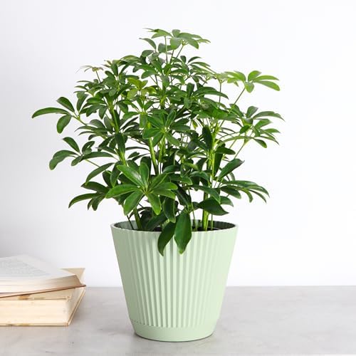 Live Arboricola Umbrella Tree Plant, Schefflera Arboricola, 6" Pot - Image 2