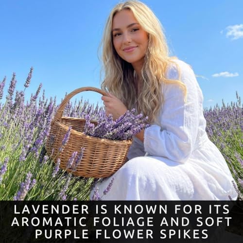 6 Live Lavender Plant Plugs | Fragrant Purple Perennial Starter Plants - Image 4