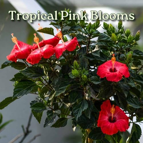 Hibiscus Tree Live - Pink Flowers - 3 Gallon Pot - Tropical Plants of Florida - Overall Height 44" to 48" - Image 2