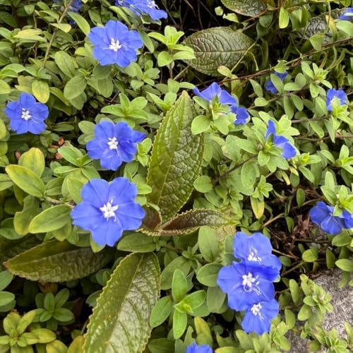 2 Live Evolvulus Blue Daze Plants, 4–6 Inches Tall, Garden Plant - Image 6