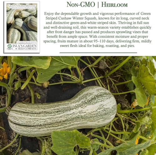 Green Striped Cushaw Pumpkin Seeds (Cucurbita argyrosperma) – 25 Heirloom Non-GMO Seeds by Isla’s Garden Seeds, Also Known as Crookneck Winter Squash, Long Striped Pie Variety, Sweet Creamy Flesh - Image 3