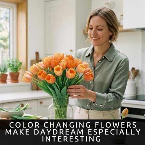 25 Daydream Orange Tulip Bulbs | Color-Changing Darwin Tulips for Spring - Image 4