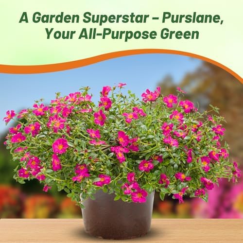 Outsidepride Fuchsia Purslane Seeds for Planting - 50 Pcs Annual, Easy to Grow, Vitamin-Rich & Drought Tolerant Succulent Seeds for Culinary, Xeriscaping, Containers & Hanging Baskets - Image 5