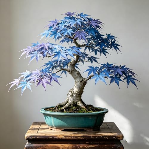 Bonsai Maple Seed for Planting, 15 Bonsai Maple Tree Seeds, Perennia Plants, Non-GMO Heirloom Maple Seed for Home Garden, Potted Decoration by Unknown