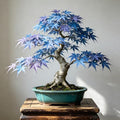 Bonsai Maple Seed for Planting, 15 Bonsai Maple Tree Seeds, Perennia Plants, Non-GMO Heirloom Maple Seed for Home Garden, Potted Decoration by Unknown