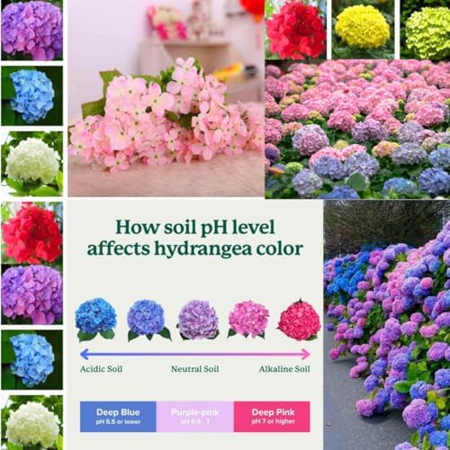 Ruby Red Pink Hydrangea Live Plant, Flower Bush, 2.5 Inch Pot - Image 3