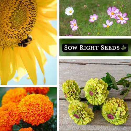 Sow Right Seeds - Annual Flower Seed Collection for Planting Home Garden - Image 3