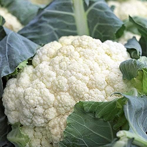 Gaea's Blessing Seeds - Cauliflower Seeds - Snowball Y Improved - Non-GMO Seeds with Easy to Follow Planting Instructions 93% Germination Rate - Image 6