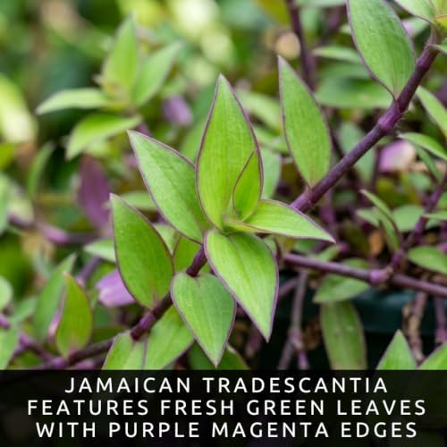 5 Jamaican Tradescantia Cuttings – Live Trailing Houseplant Starters - Image 2