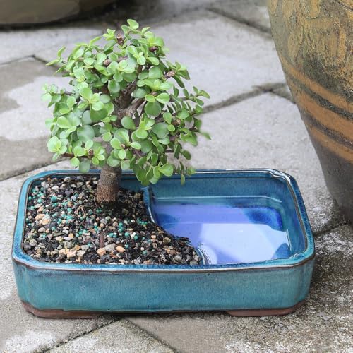 Brussel's Bonsai - Medium Jade Live Bonsai Tree, Potted Indoor Plant - Image 6