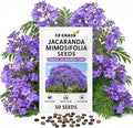 50 Jacaranda Tree Seeds | Jacaranda Mimosifolia Flowering Tree Seeds by CZGrain