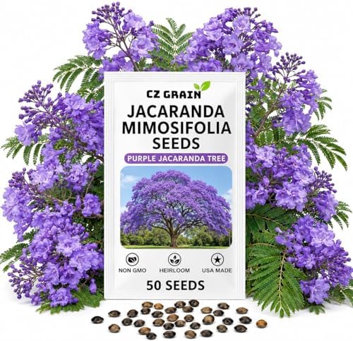 50 Jacaranda Tree Seeds | Jacaranda Mimosifolia Flowering Tree Seeds by CZGrain