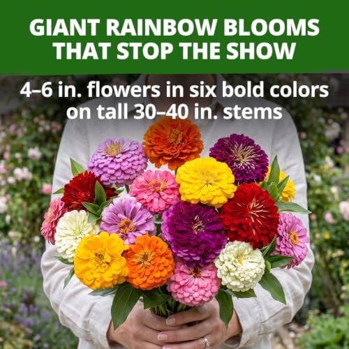 HOME GROWN State Fair Zinnia Seeds, 600 Seeds, Zinnia elegans - Image 5
